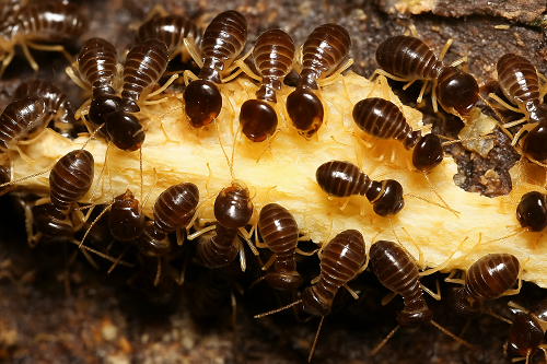 Top Reasons Termites Target Gold Coast Homes